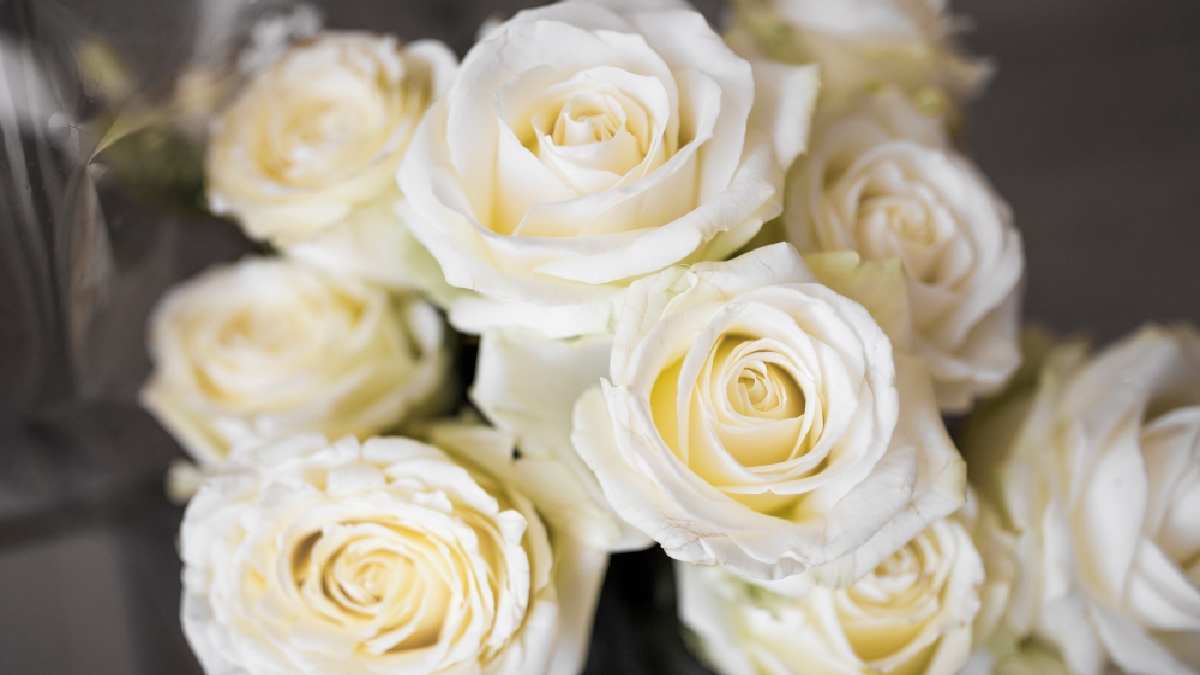 Beyaz gülün anlamını kimse bilmiyor! Alırken aman dikkat: Yanlış anlaşılabilirsiniz…
