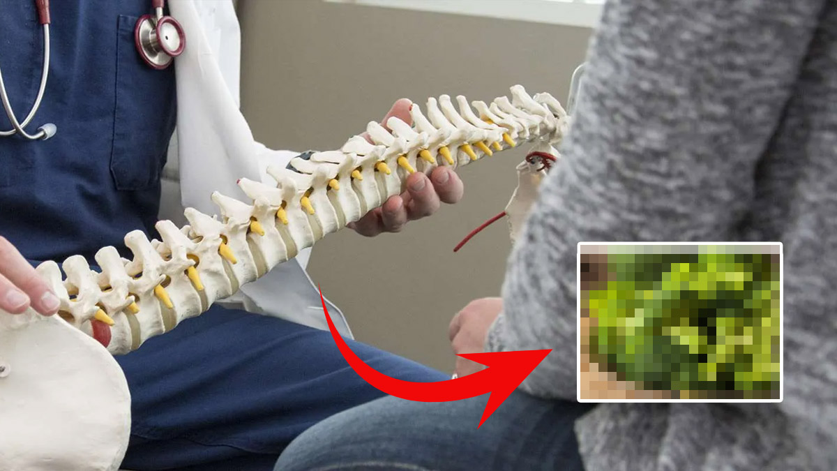 Bu sebzedeki top taneler adeta kalsiyum bombası! Kemik sağlığını düşünen avuç avuç yiyor