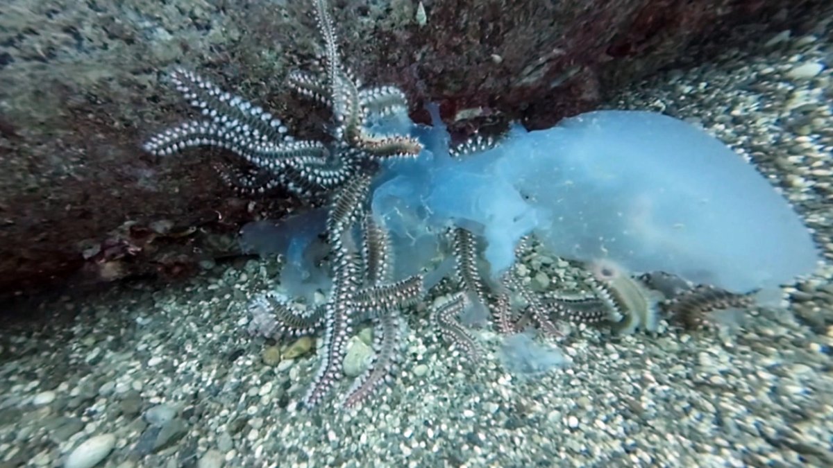 Akdeniz'de tehlike büyüyor... Yeni bir istila daha başladı, Denizanalarını canlı canlı yiyorlar!