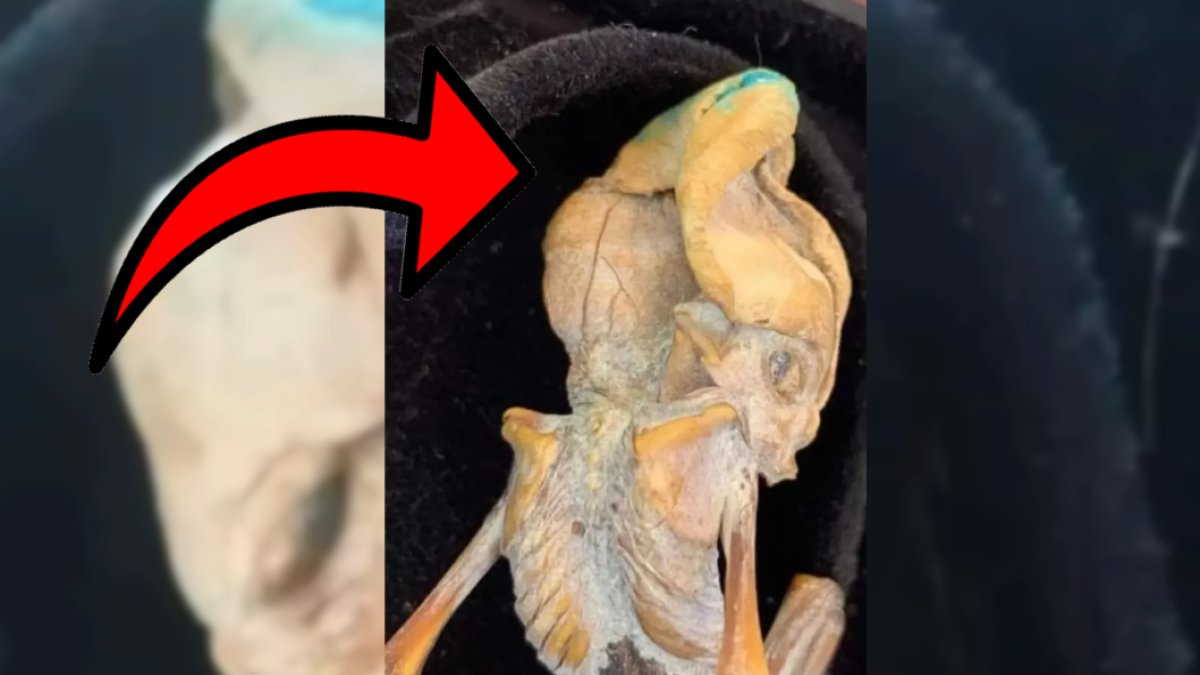 10 kaburgası, sivri bir kafası var! Yeni bulunan kalıntı dünyada şok etkisi yarattı: "Dünyada yaşamış bir uzaylı olabilir"