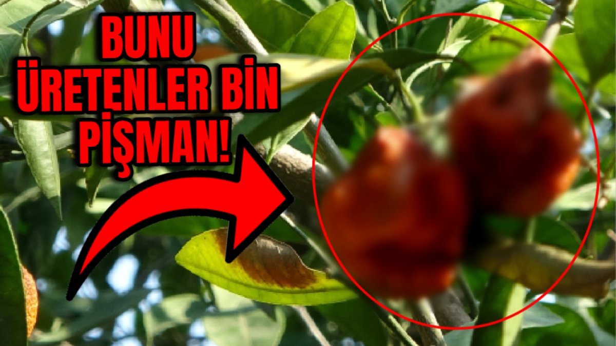 Bedavaya verdi yine kimse almadı! Bunları ekenler şimdi bin pişman: Ürünler ağaç dallarında çürüdü