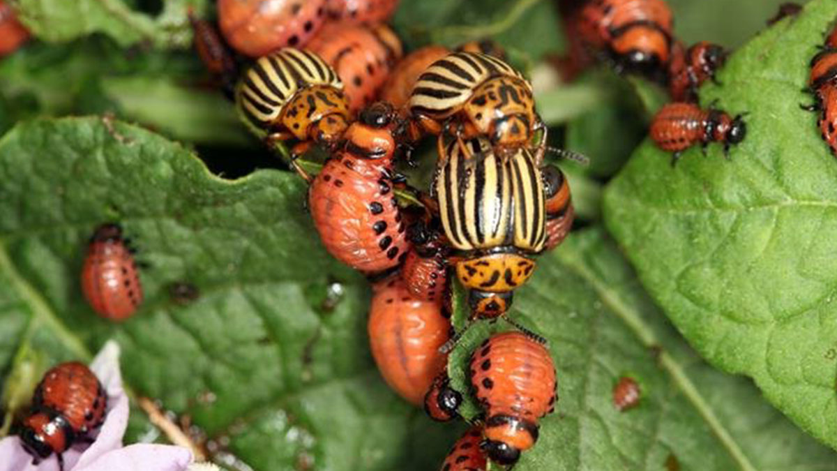 Bitkiler ile böcekler arasındaki bağlantı hayrete düşürdü! Meğer etrafta kimse yokken...