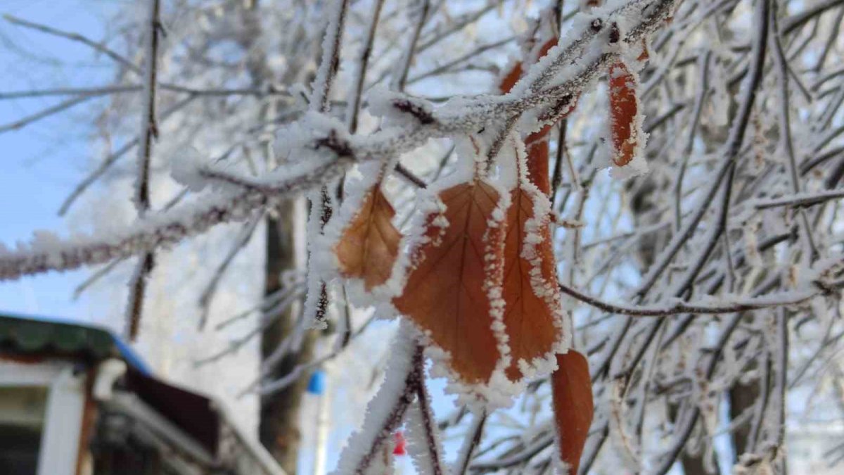 O ilimizde hava sıcaklığı eksi 11 dereceye düştü! Kış hala devam ediyor: Ağaçlar kırağı tuttu