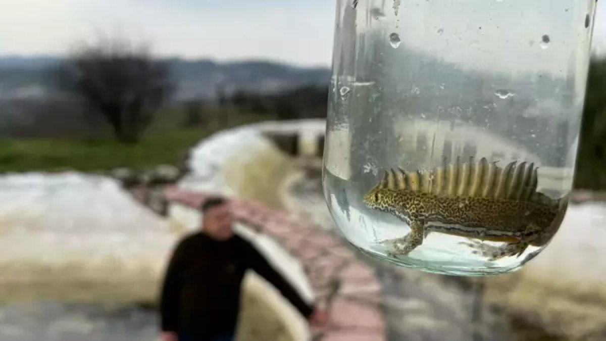 Süs havuzunu temizlerken gördükleri karşısında şok oldu! Hemen ekipleri aradı ve inceleme başlatıldı: Nesli tükenmekte olan...
