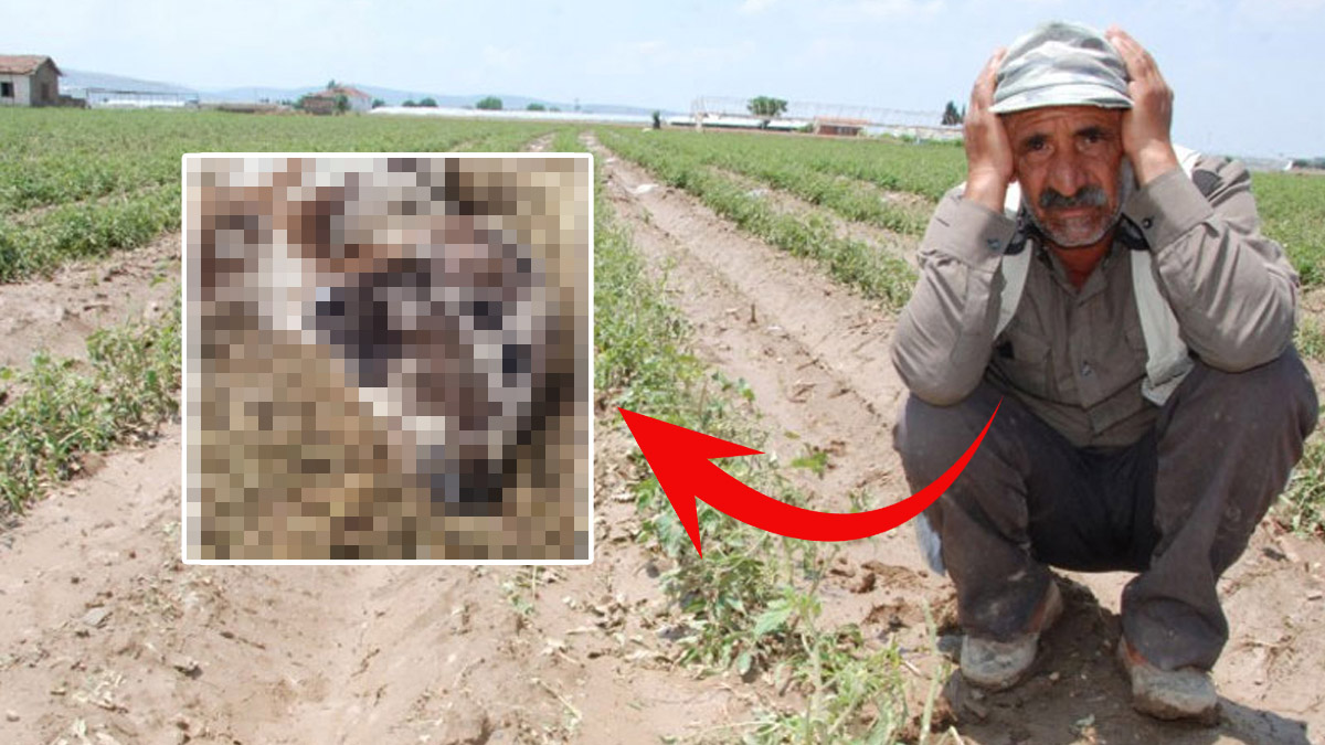 Çiftçi sevinçle girdiği ahırdan dehşetle çıktı! Elleri titreyerek yetkilileri aradı, yeni doğan o hayvanı gören besmele çekiyor