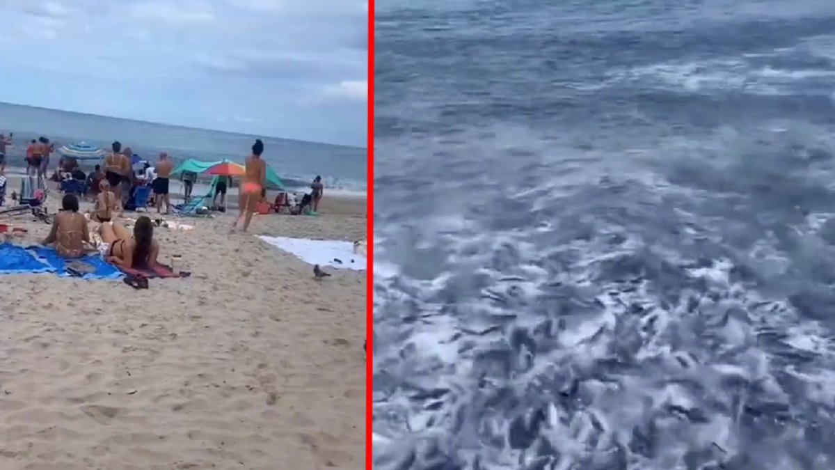 Bir anda hava karardı ve kıyıya binlerce balık vurdu! O anlar böyle kaydedildi