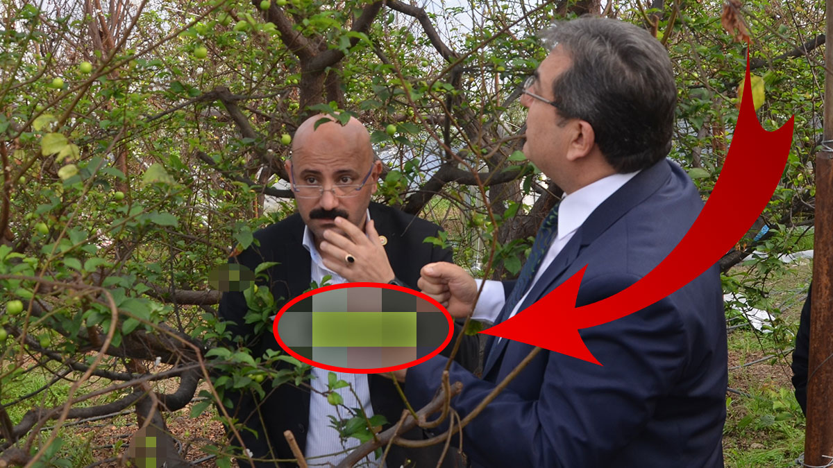 Bu meyve, üreticinin yüzünü güldürdü: Kilosu 150 dolar, altından daha değerli! İlk hasat Rusya ve BAE'ye gönderiliyor