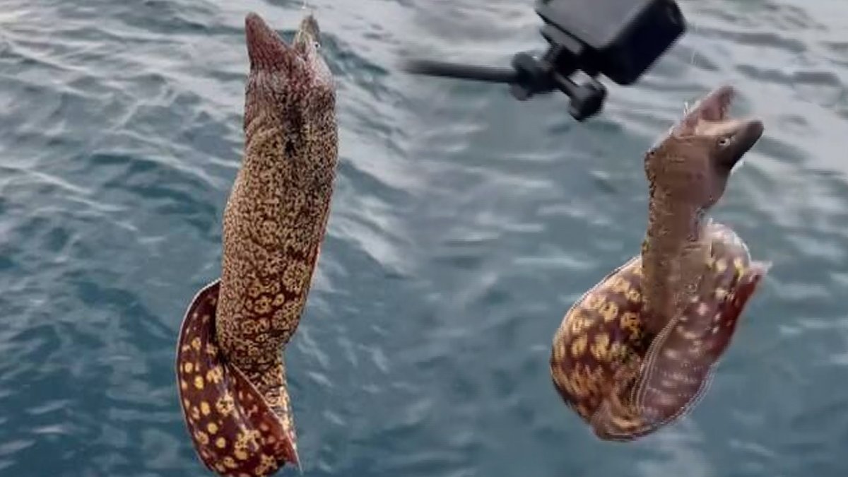 Muğla'da oltaya takıldı: Kanı ve ısırığı zehirli!