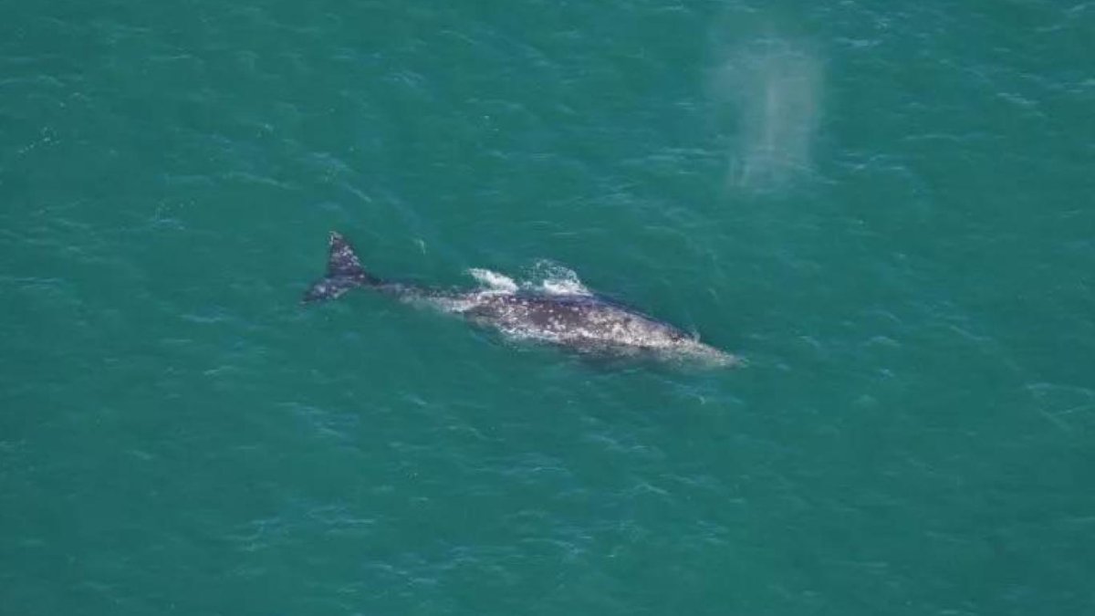 Nesli 200 yıl önce tükendi sanılıyordu! Yeniden görüldü: Bilim dünyası şaşkına döndü