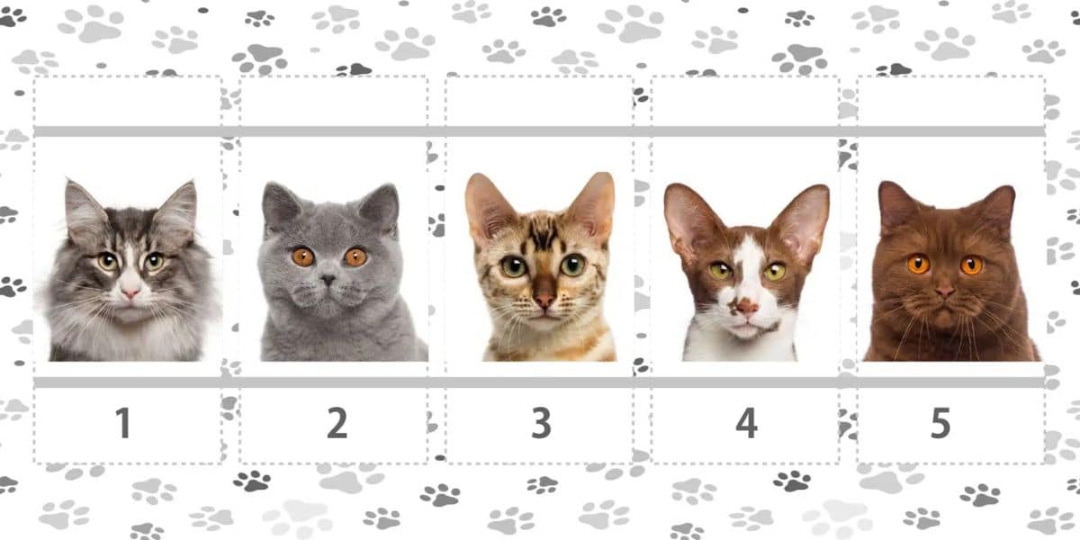 Kişilik Testi: Sezgilerinize güvenebilir misiniz? Keşfetmek için bu sevimli kedilerden birini seçin!