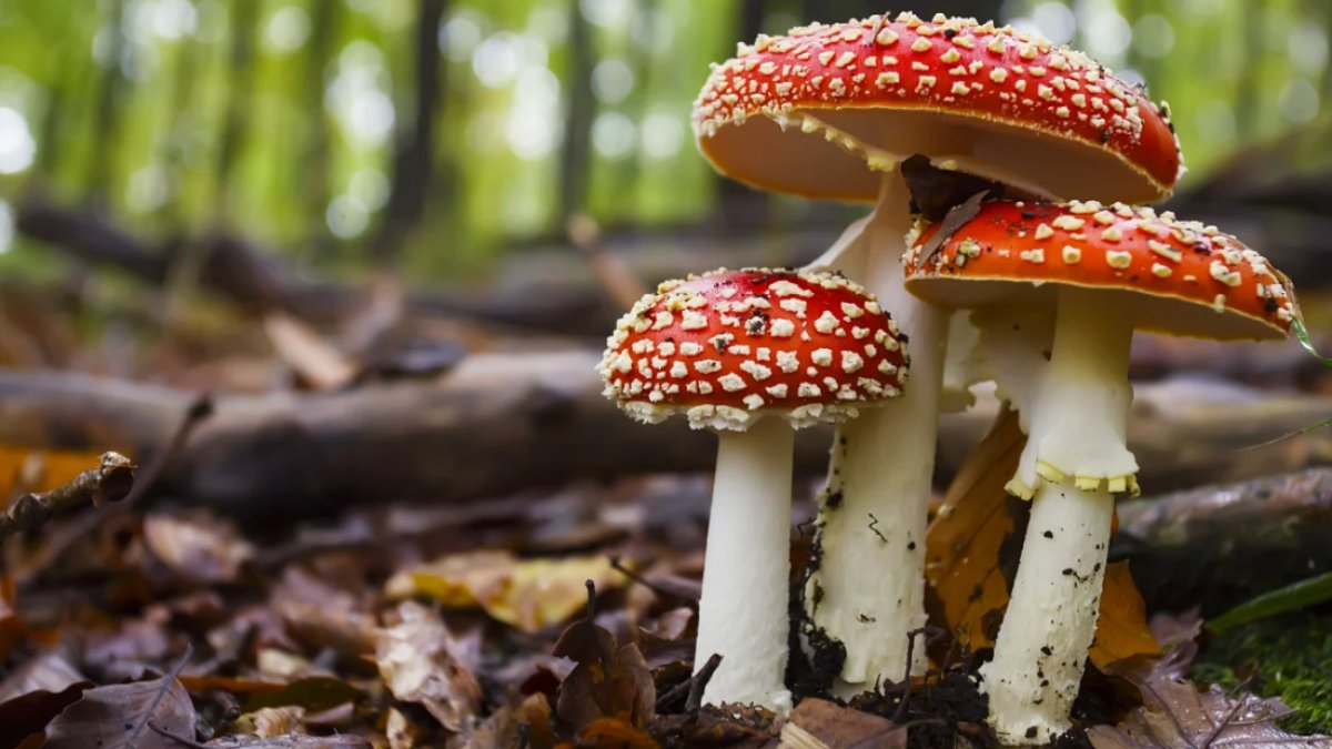 Mantar Zehirlenmesi Belirtileri ve Tedavisi