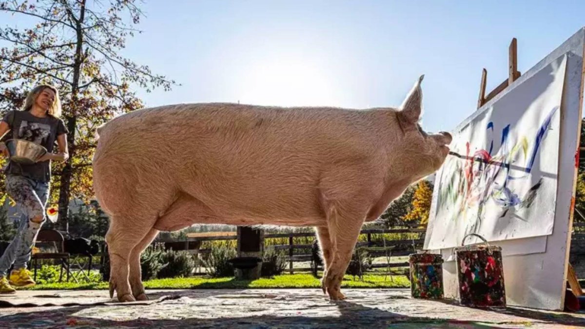 Ressam domuz "Pigcasso" hayatını kaybetti