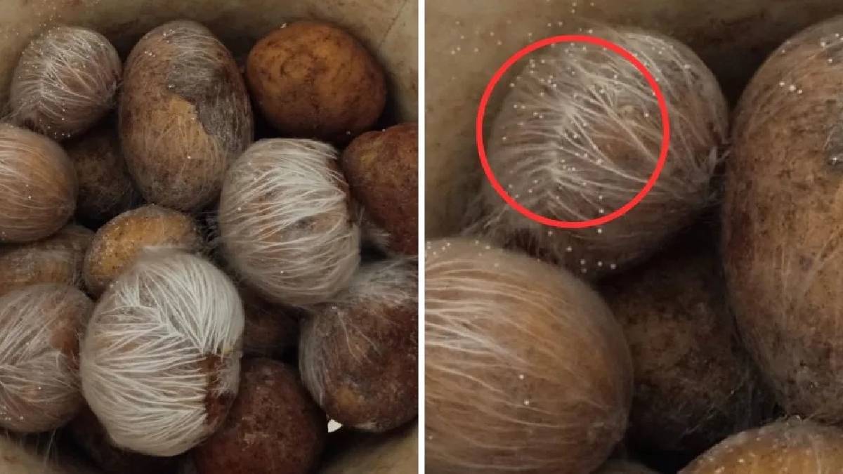 O marketten alınan patatesler üç günde beyaz kıllara büründü: Bilim dünyası şaşkın!