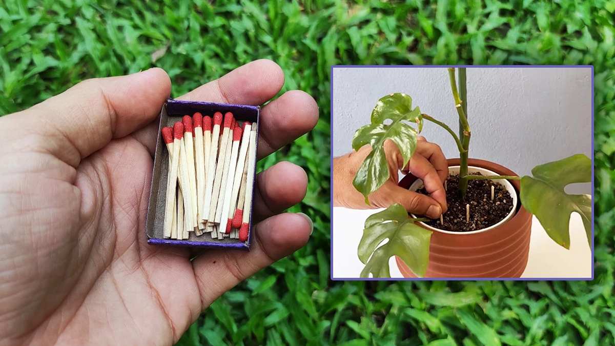 Saksıların dibine 4-5 tane kibrit  batırmak bakın ne işe yarıyor? Aradığınız sorunun çözümü aslında çok basitmiş