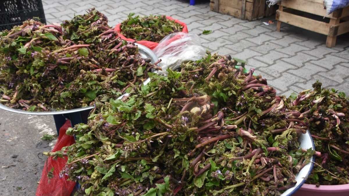 Kendi kendine yetişiyor, değerini bilen yok! Yöreden yöreye ismi değişse de şifası değişmiyor! Tezgahta bir tane bile kalmayacak