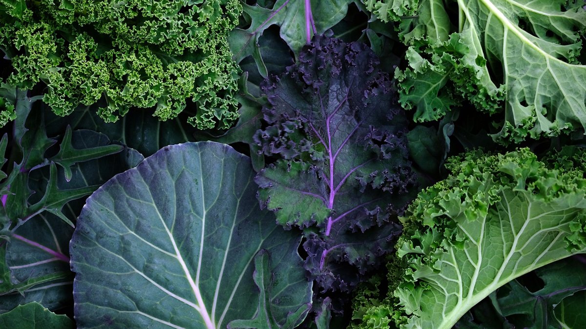 Kara lahananın daha önce bu kadar faydalı olduğunu bilmiyorduk! Meğerse o hastalıklara iyi geliyormuş! Duyanlar pazara koşuyor