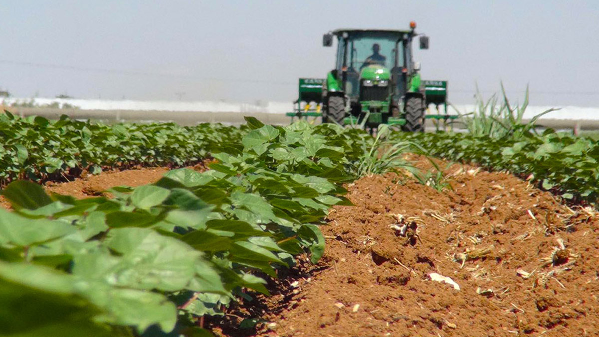 Mart ayında hangi sebze ve bitkiler dikilir? İster saksıda yetiştirin ister bahçede... Şimdi tam ekme zamanı!