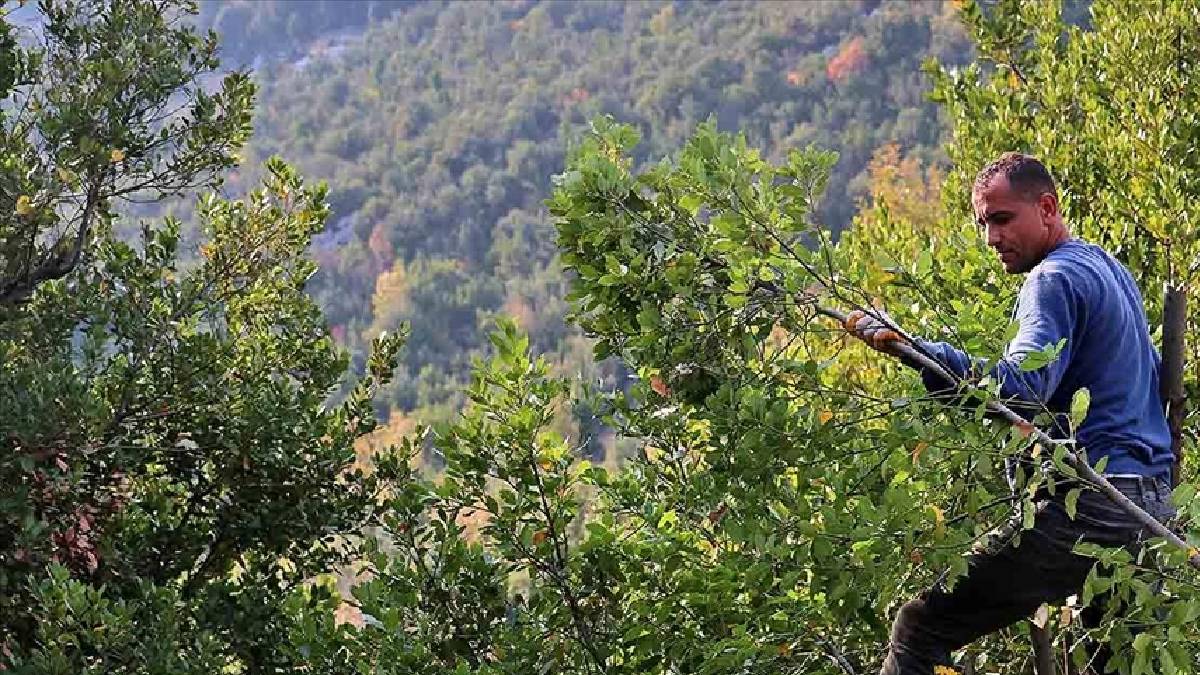 Sabahın ilk ışıklarında ormana gidip topluyorlar! Doğada bedava yetişiyor: Avrupa ile ABD çuval çuval alıyor