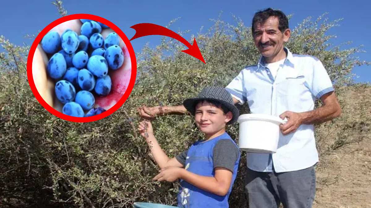 Toplaması 8 saat sürüyor, şifasını Ruslar alıyor! Türkiye'de fazlasıyla var ama herkes elinin tersiyle itiyor