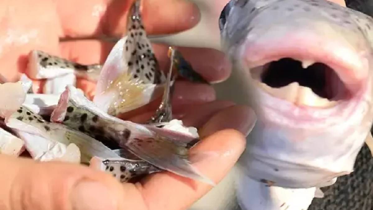 Oltasını alan denize koşsun! Bu balığı avlayana devlet tane başı para veriyor: Karar Resmi Gazeteyle duyuruldu