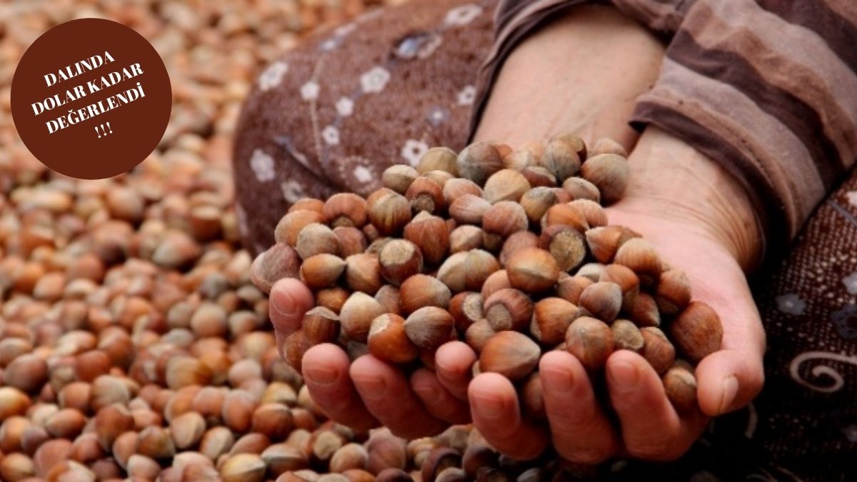 Dalında dolar gibi değerleniyor! Fındık fiyatlarına bir zam dalgası daha yolda: Üretici fındık değil altın toplayacak