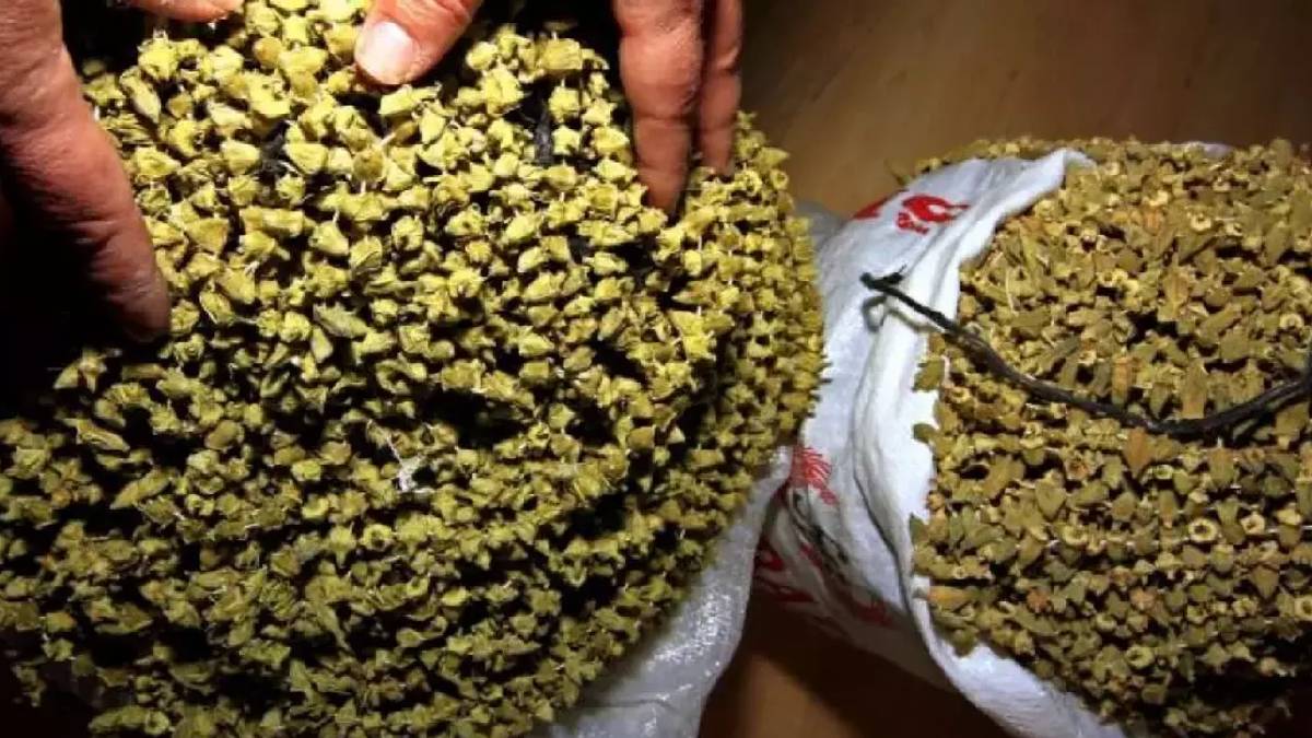 Tezgaha giden şeytan görmüş gibi kaçıyor! Artık almak da yemek de hayal: Fiyatıyla resmen gram altına rakip…