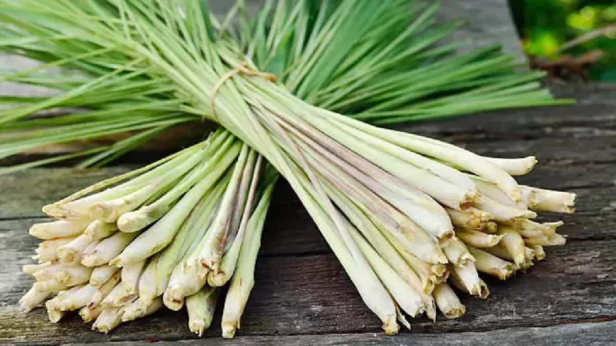 Türkiye’de her yerde yetişiyor gören pırasa zannediyor! Adı duyan şaştı kaldı! Fransa’da ‘Hayat İksiri’ deniyor