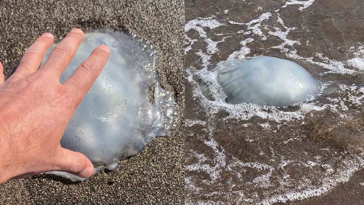 Mersin sahillerinde zehirli denizanası istilası