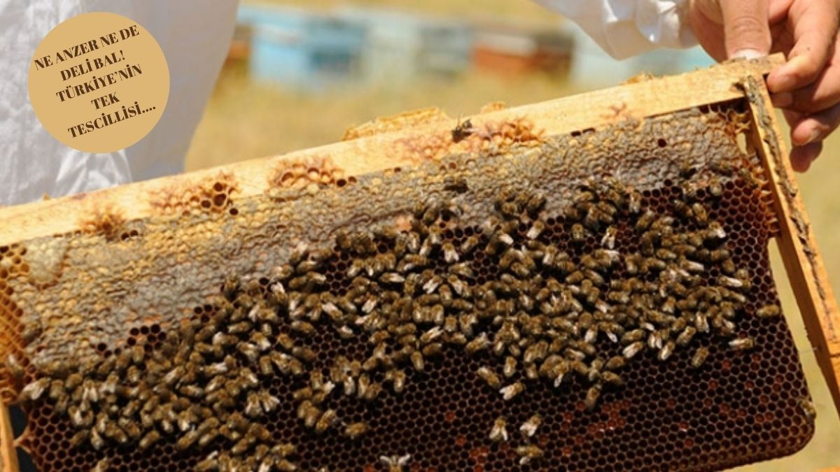 Ne Anzer ne de deli bal! İşte Türkiye'nin Avrupa Birliği coğrafi işaretli tek balı: O ilimizin balı Avrupa'ya damga vurdu