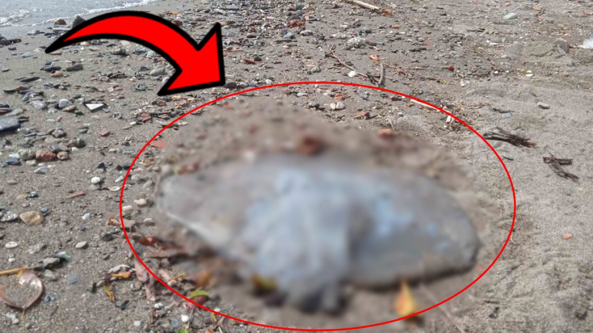 Antalya’da korkutan görüntü! Bir günde onlarcası kıyıya vuruyor: Bu sene denize girmek hayal olabilir