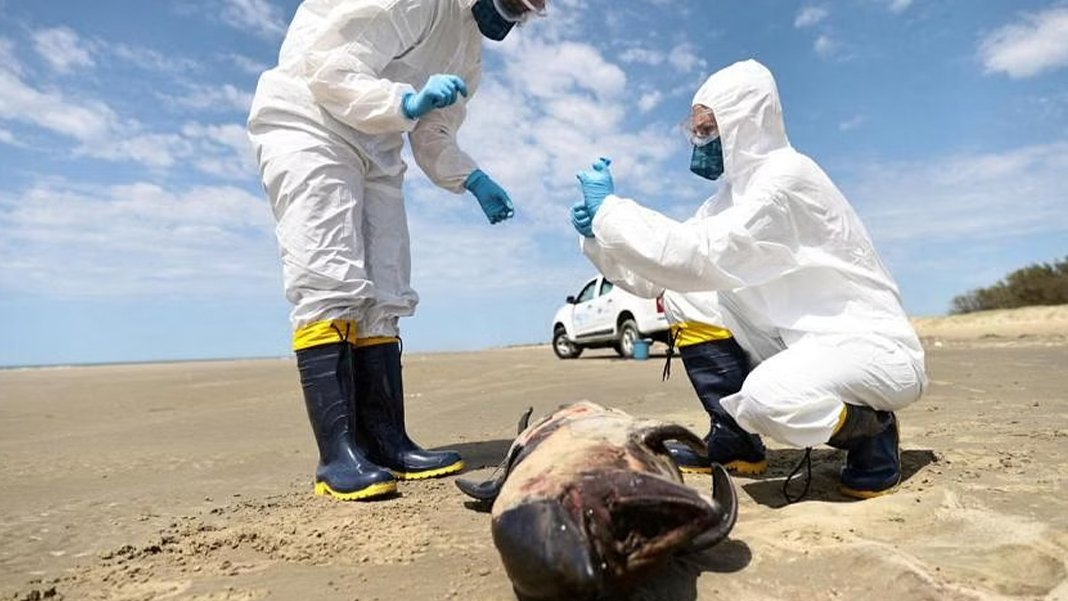 Büyük tehdit yolda: Güney Amerika'da kuş gribi alarmı