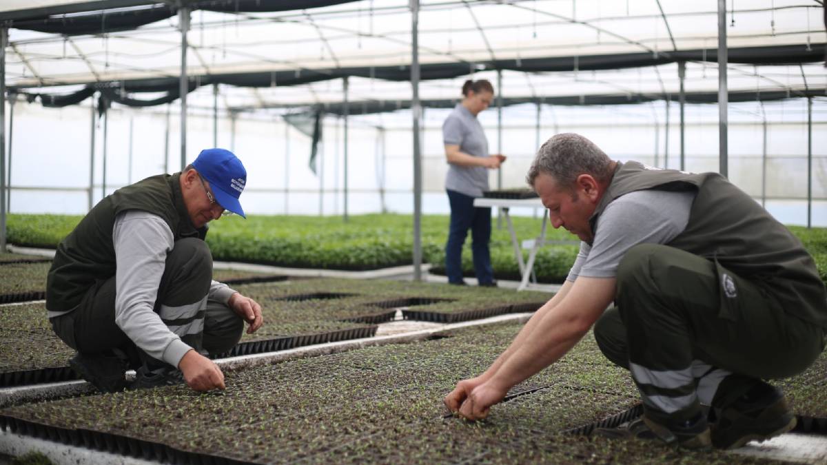 Özlem Çerçioğlu Ata Tohumları Projesi'nin kapasitesini yıllık 10 milyon fideye çıkarıyor