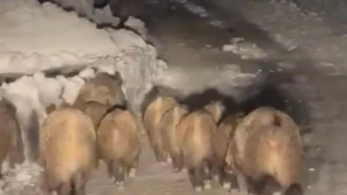 Karlar eridi, kabus başladı! Sürüyle yerleşim alanlarına indiler: Köylüler Irak’tan geldiğini söylüyor