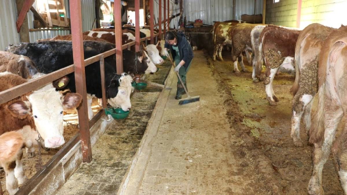 Ankara’daki yönetici kimliğini bırakıp köyüne yerleşti! Genç girişimciden alkışlanacak başarı:15 olan sayıyı 210’a kadar çıkardı