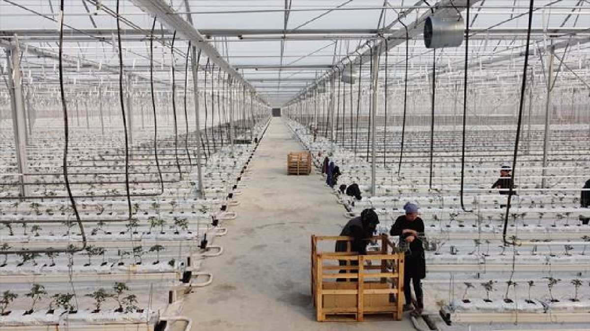 Türkiye’de en çok o tüketiliyor! Yerin 388 metre derinliğinden geliyor, 40 dönümde 1000 ton hasat ediliyor