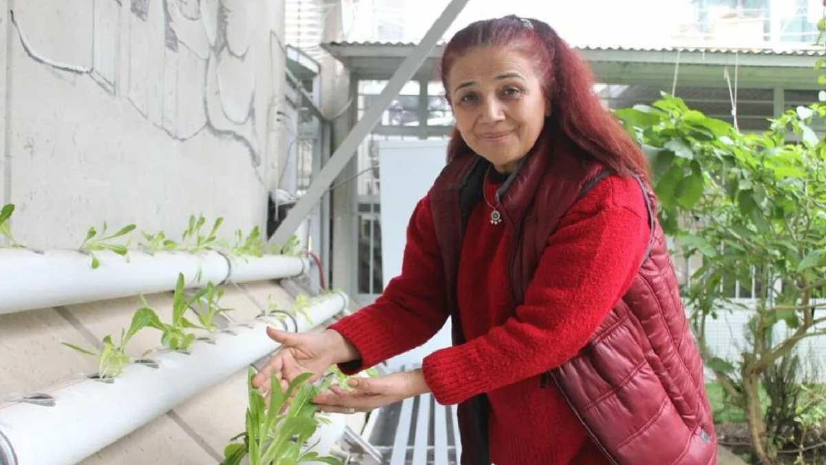 Tayvanlı öğrencilerden ilham aldı, gelir kapısı oldu! Sadece boruyla topraksız hasat yapıyor! Kısa sürede büyük sonuç alıyor