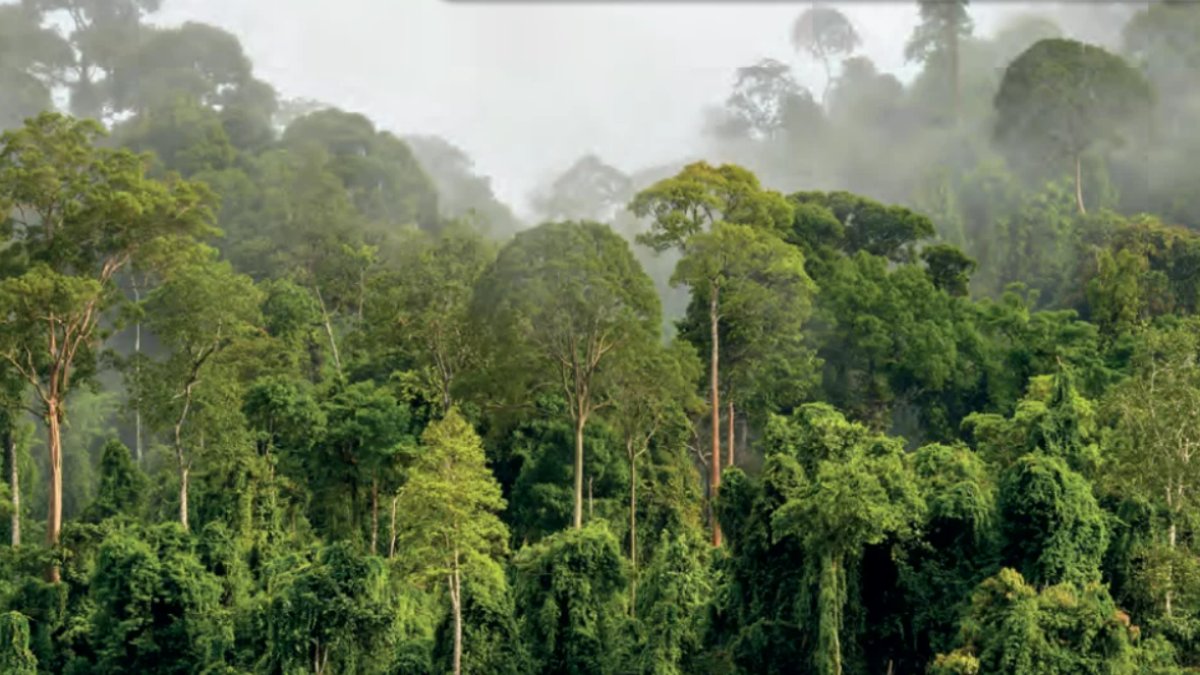 Muson İklimi Özellikleri: Doğanın Dengesi ve İnsan Etkisi