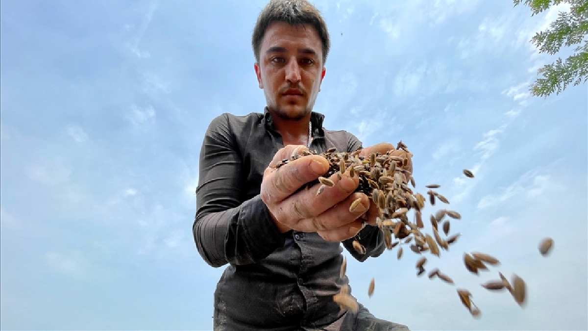 Düzceliler yıllardır biliyormuş da saklıyormuş! Tansiyonun, kolesterolün ilacı… Avrupa ve Uzak Doğu’da kapış kapış gidiyor