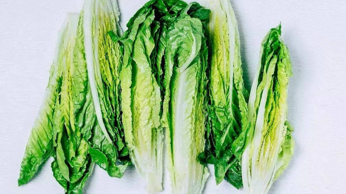 Bilimsel mucize: Bozulmuş solmuş marullarınızı çıtır çıtır yapın! Herkes tarladan yeni topladınız sanacak