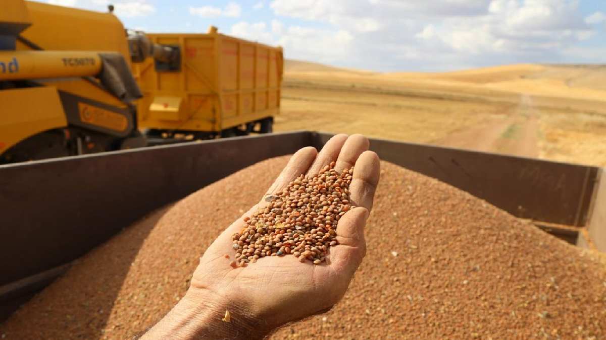 Kelle paçadan çok daha faydalı! Ona ‘Kara şimşek’ deniyor, Anadolu’da sık sık tüketiliyor