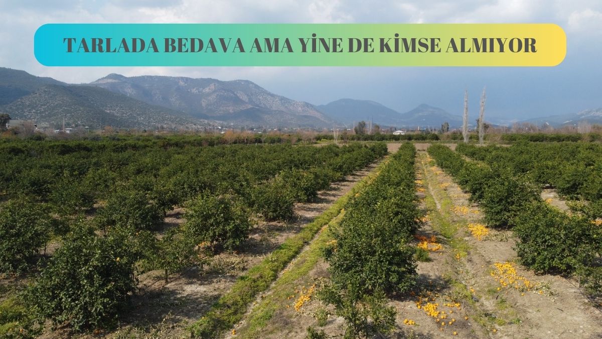 İstanbullular kilosunu 24 liraya alırken, tarlada 5 kuruş değeri bile yok! Üretici isyanda: ‘Bedava verelim dedik kimse almadı'