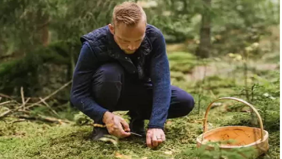 Servet olduğun duyan Ankaralı ve İstanbullu koştu! Dağa, ormana giden sepetleri, poşetleri dolduruyor! Kilosu iyi kazandırıyor