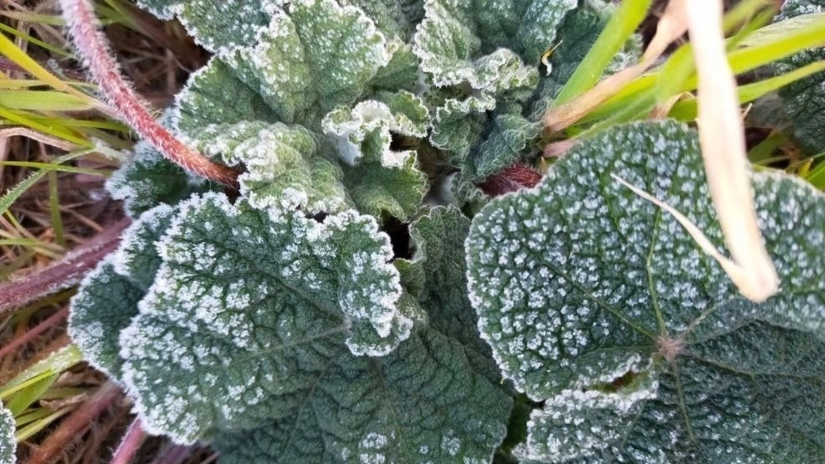 Bolu Valiliği'nden üreticilere 'zirai don' uyarısı: 3 gün boyunca etkisi sürecek