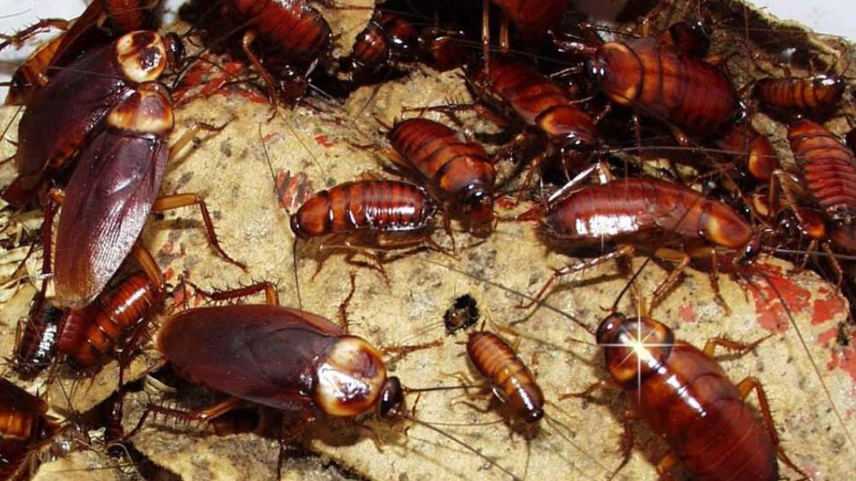 Evinde bu eşya olanlar hamam böceği istilasına hazır olsun! Hamam böcekleri bunlara bayılıyor