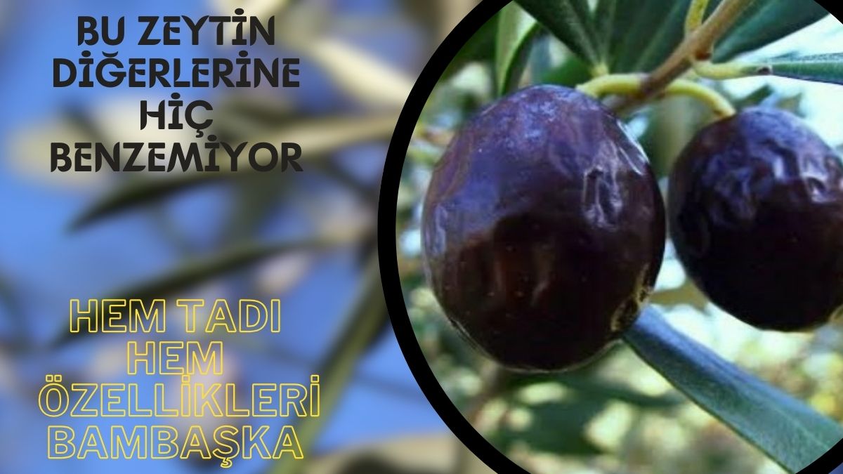 Ne Gemlik ne Aydın zeytini! Bunun şekli de tadı da bambaşka! Sadece o ilçede yetişen zeytin tescillendi