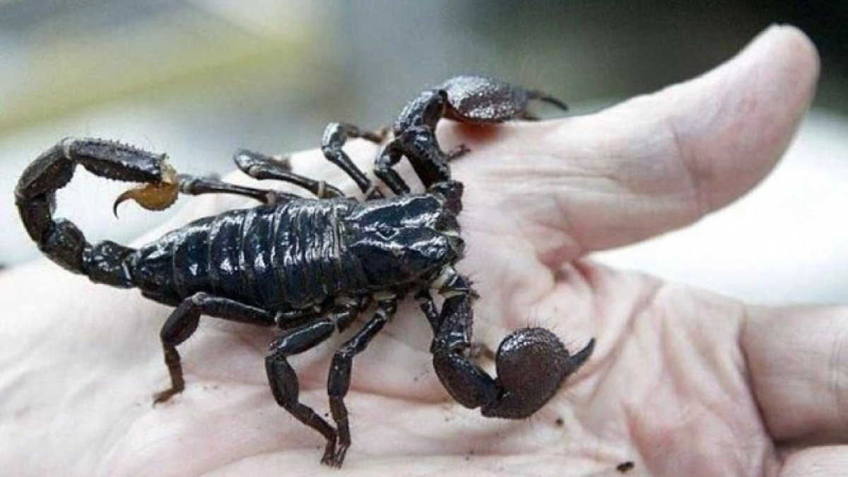 Rüyada Akrep Sokması Nedir?