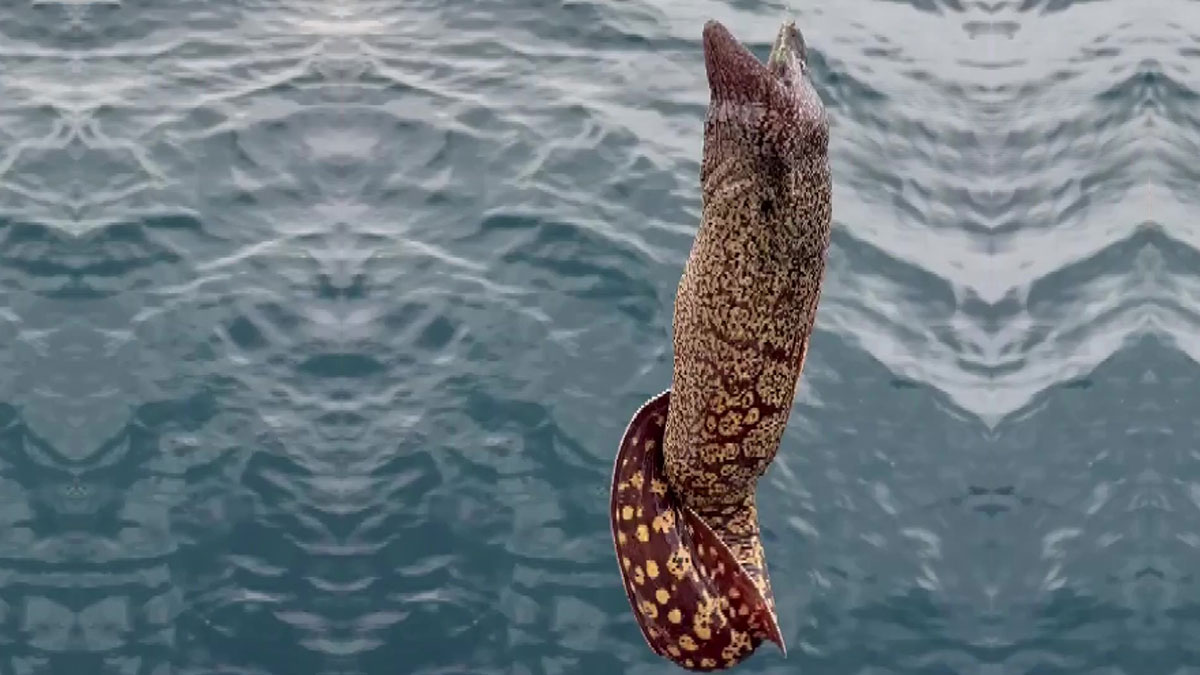 Denizden 1 metre boyunda 'MÜREN' çıktı! Bıçak gibi keskin dişleri var, denizde görürseniz kaçın