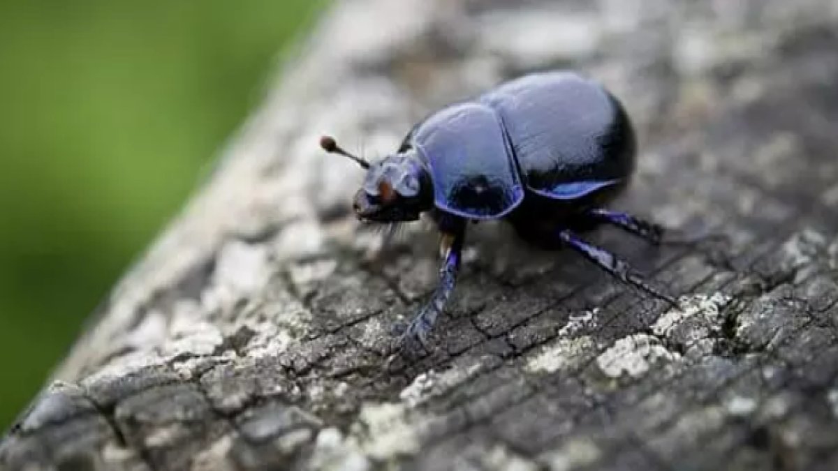 Rüyada Böcek Görmek: Anlamı ve Yorumları