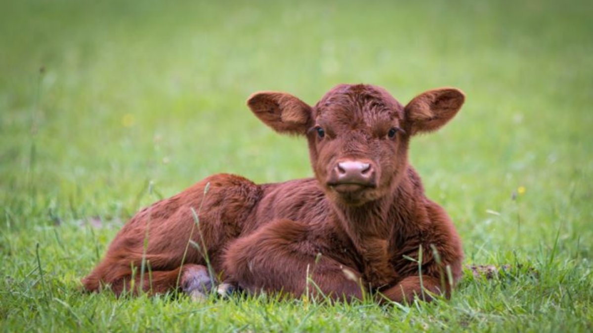 Rüyada Buzağı Görmek: Anlam ve Önemi