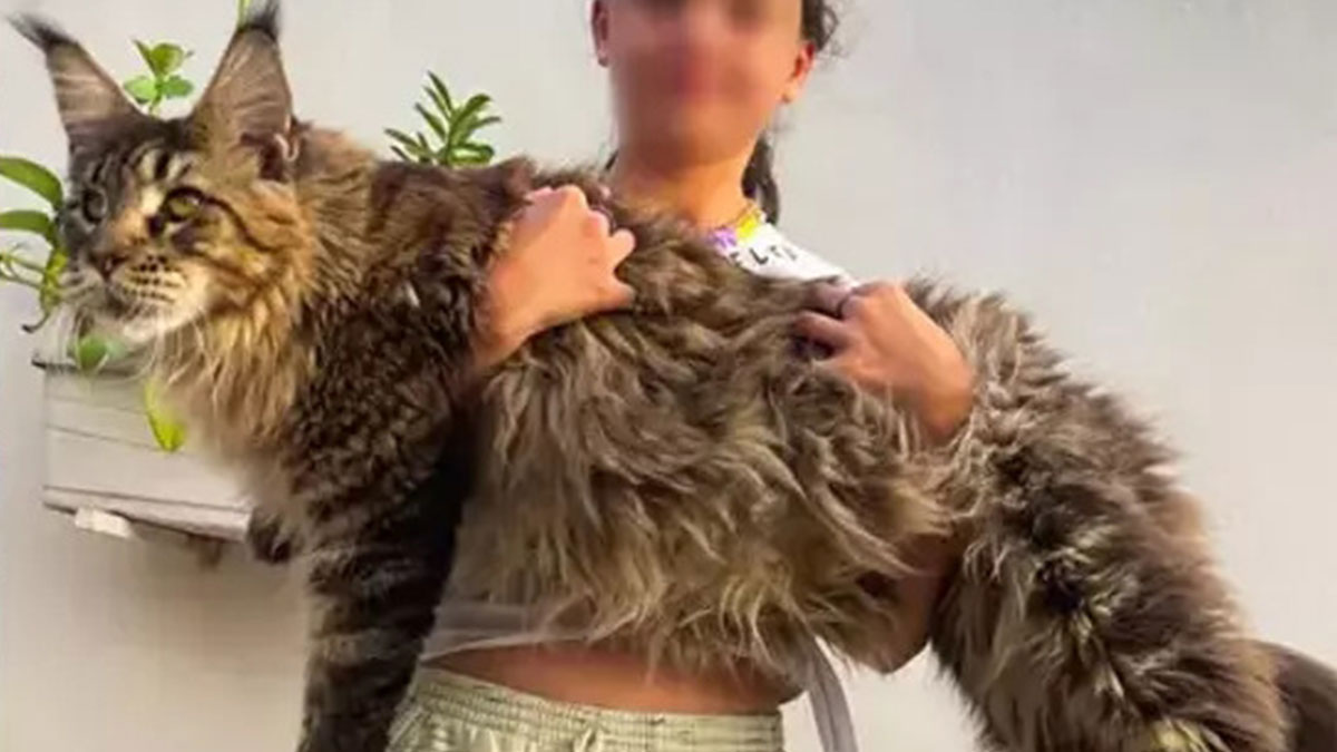 Bu kediyi görenler çita zannediyor: Dünyanın en büyüğü! Rekorlar kitabına girmek için gün sayıyor